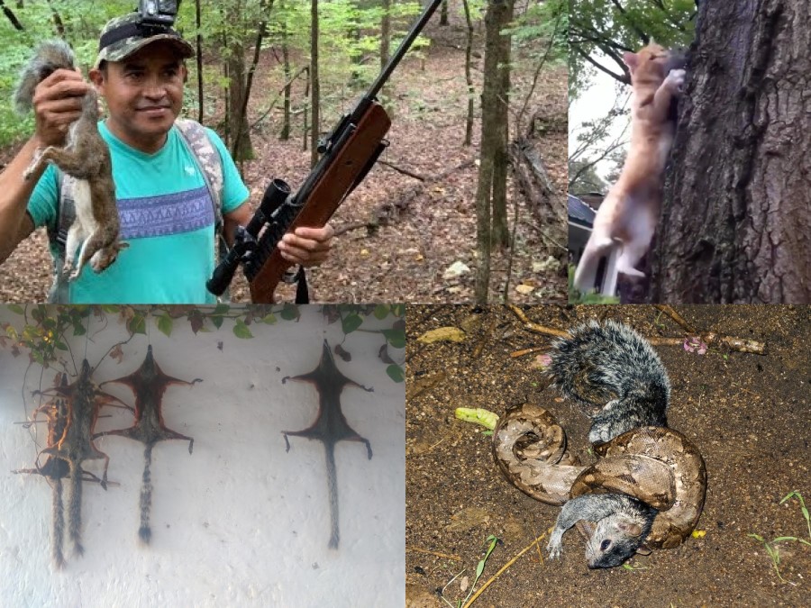 Enemigos de Ardilla vientre rojo