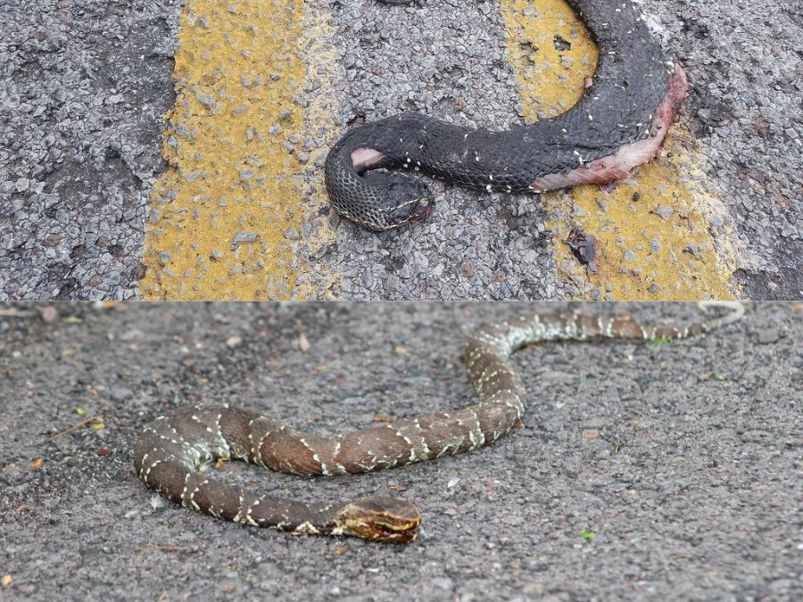 Enemigos de Serpiente cantil