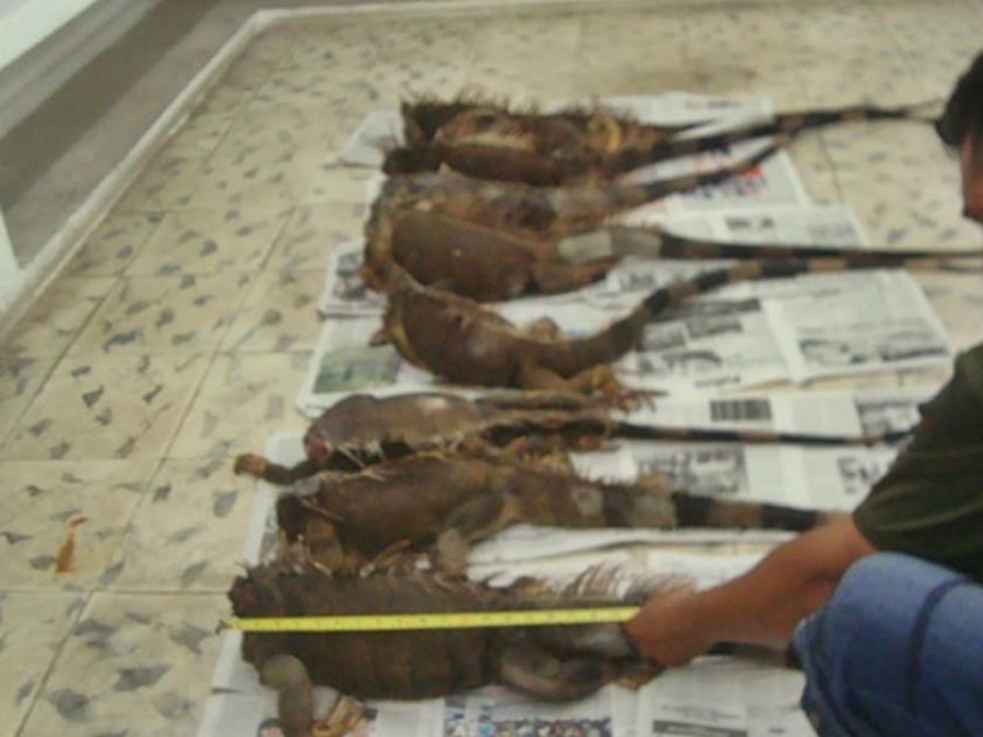 Enemigos de Iguana negra 