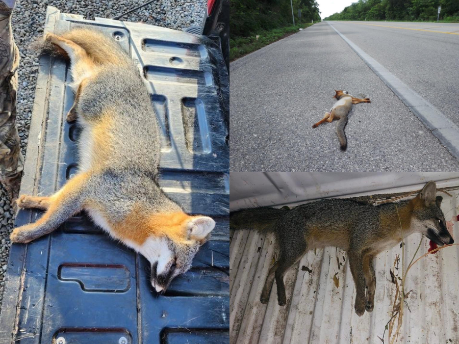 Enemigos de Zorra gris 