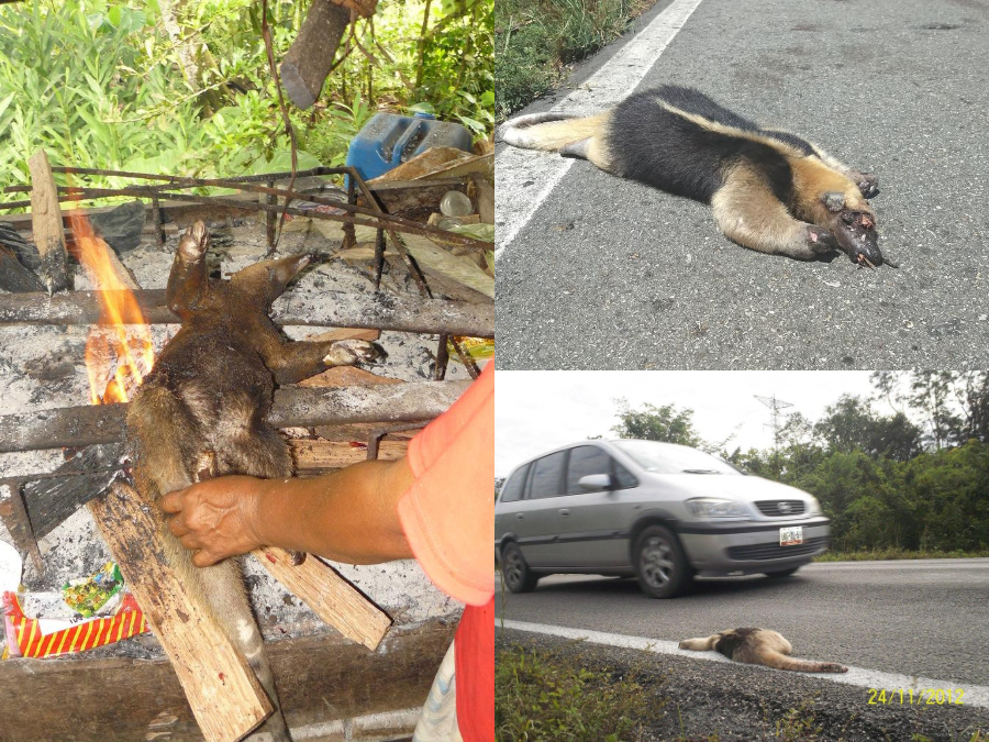 Enemigos de Oso hormiguero