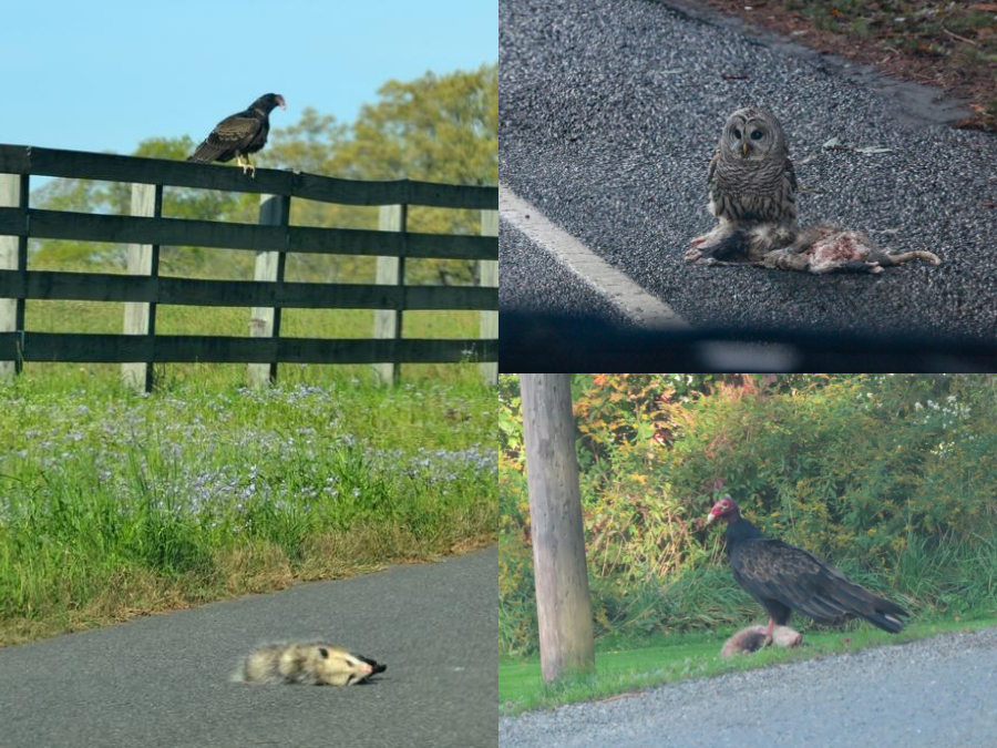 Enemigos de Tlacuache