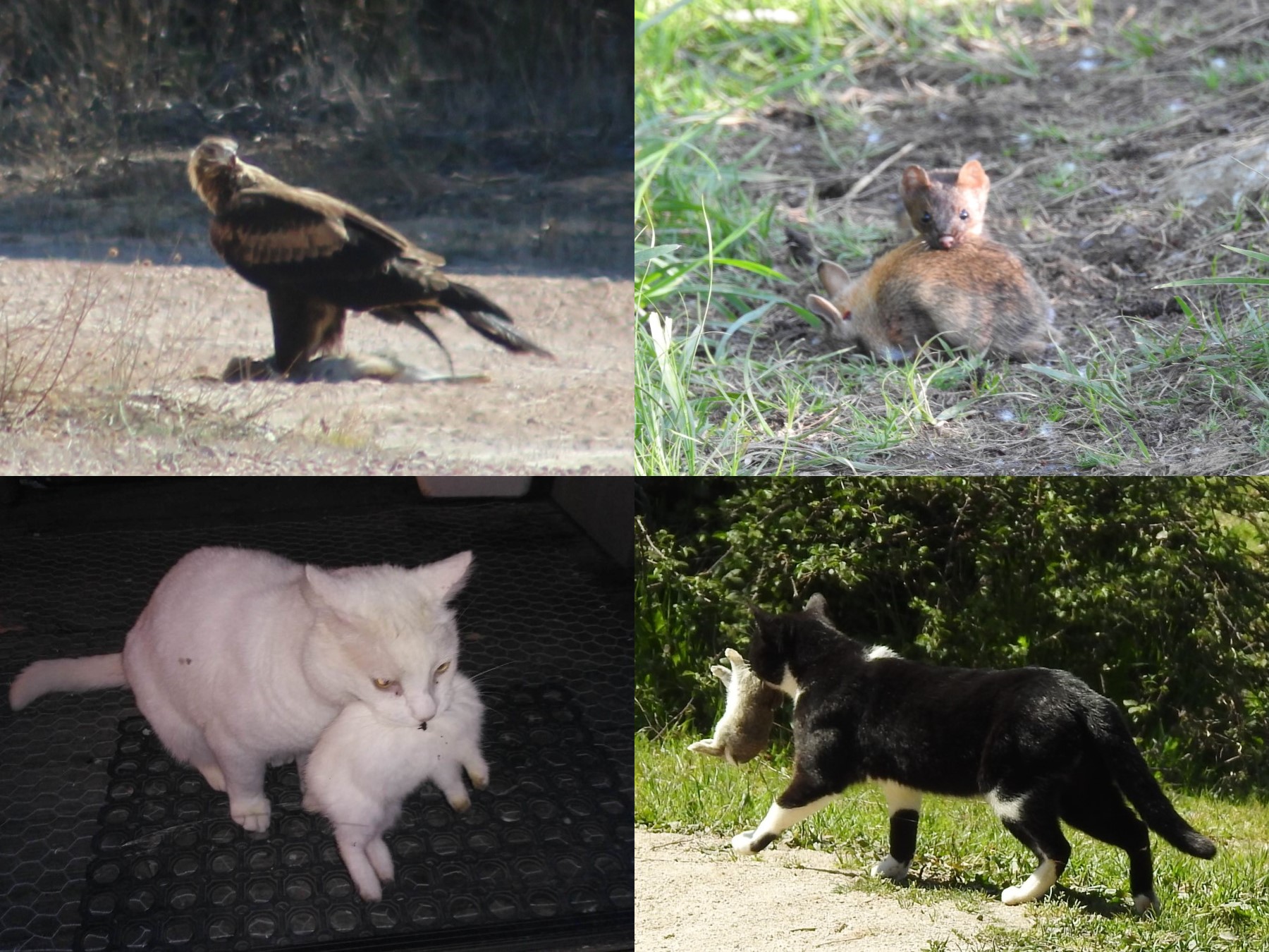 Enemigos de Conejo doméstico