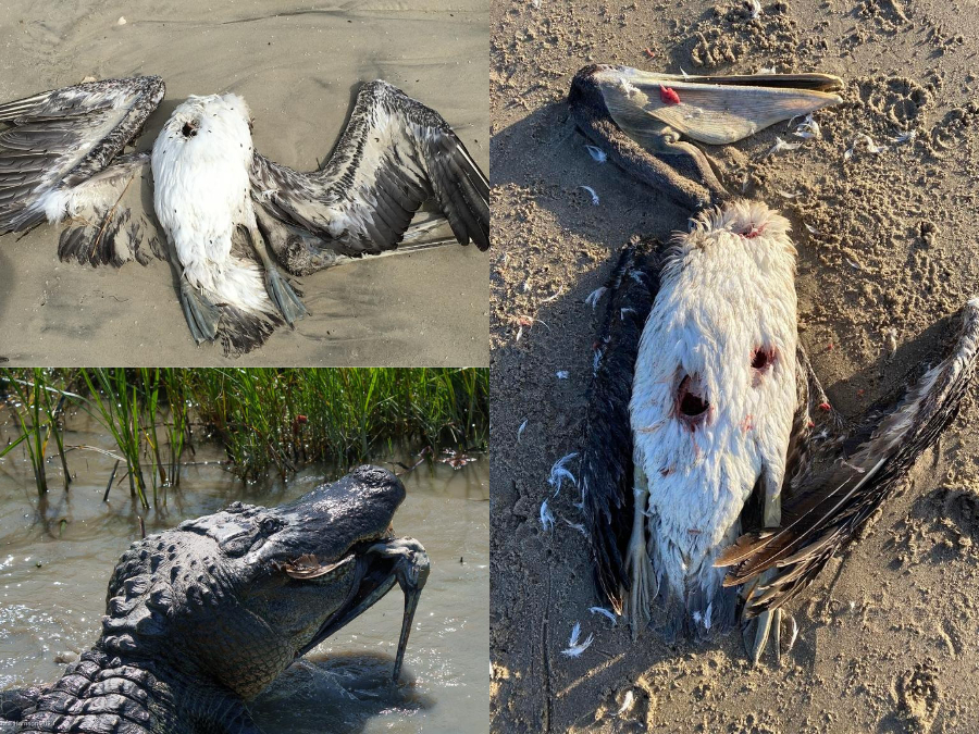 Enemigos de Pelícano café 