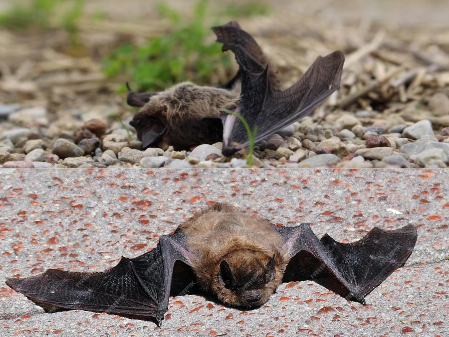Enemigos de Murcielago 