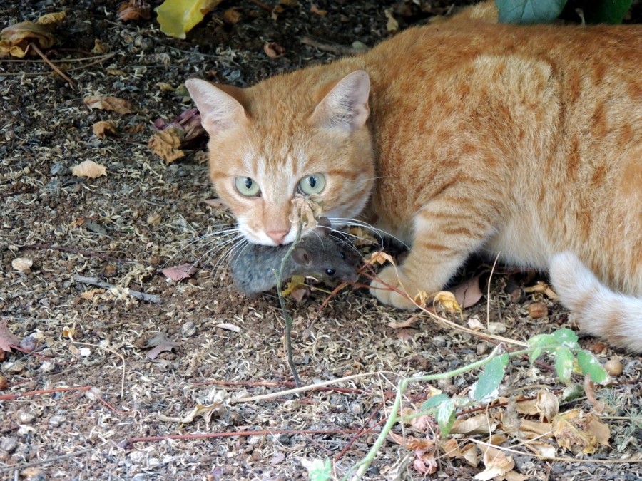 Enemigos de Ratón doméstico