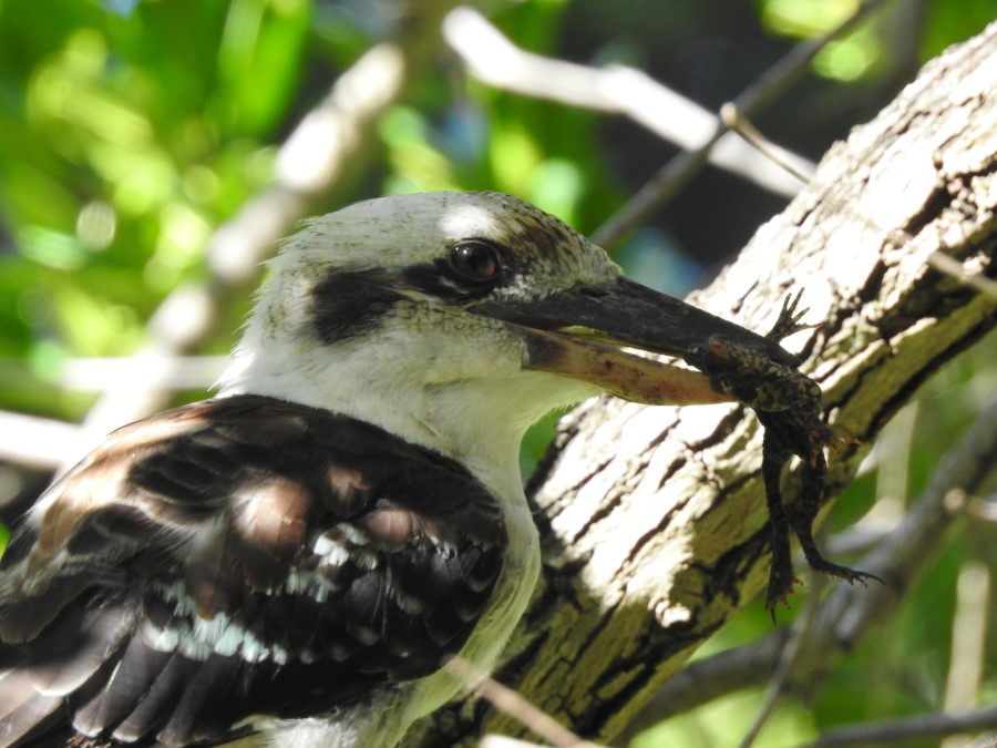 Enemigos de Sapo gigante