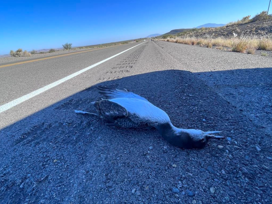 Enemigos de Colimbo común 