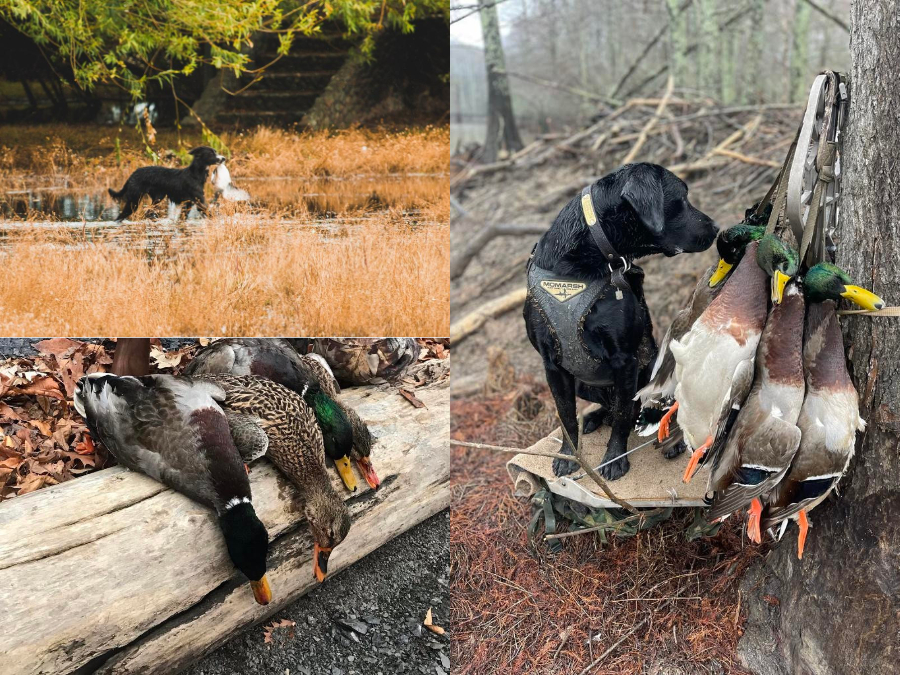 Enemigos de Pato doméstico 