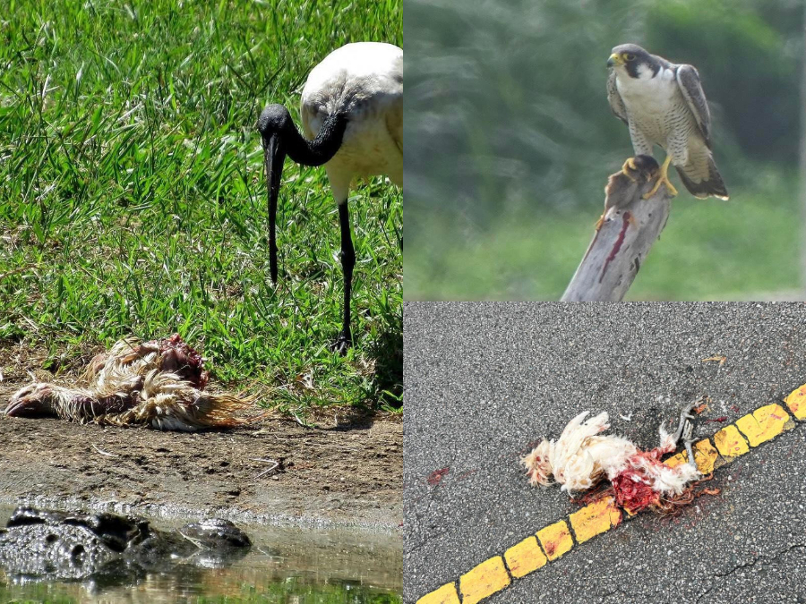 Enemigos de Gallo, pollo