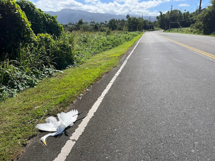 Enemigos de Garza blanca 