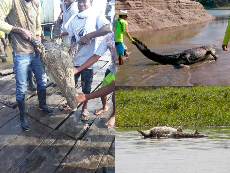 Enemigos de Cocodrilo de río