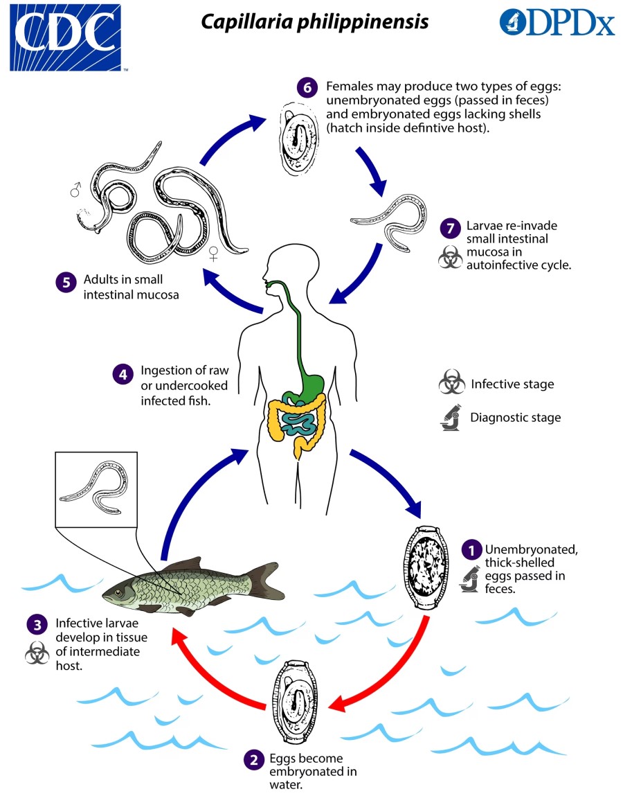 Ciclo biológico de Capillaria spp