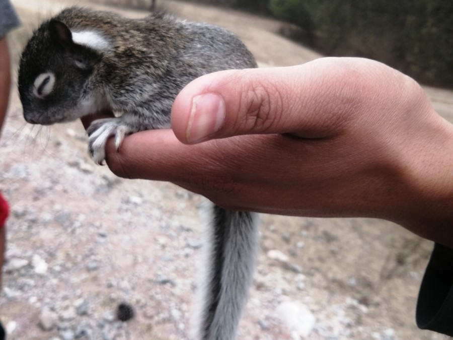 Cómo es Ardilla vientre rojo