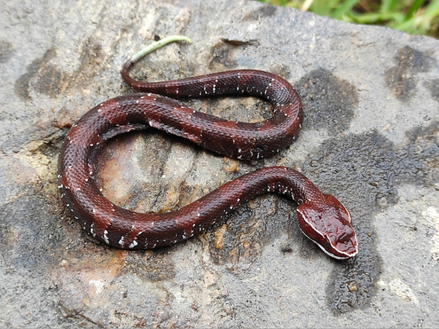 Cómo es Serpiente cantil