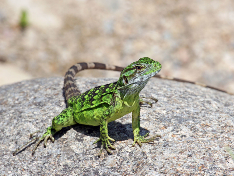 Cómo es Iguana negra 