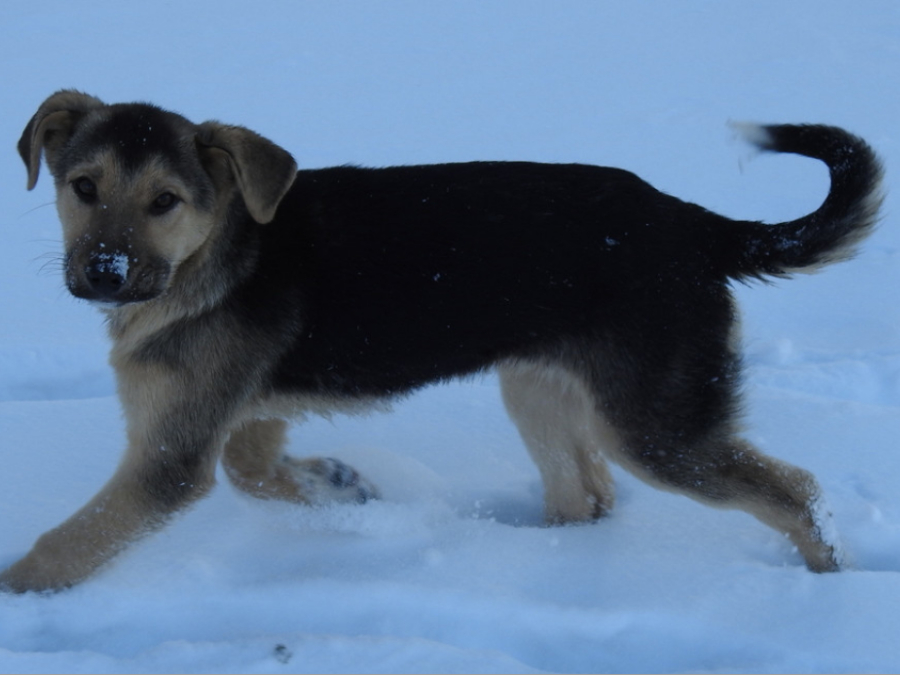 Coloración de Perro doméstico