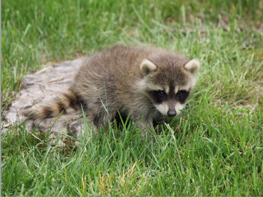 Coloración de Mapache