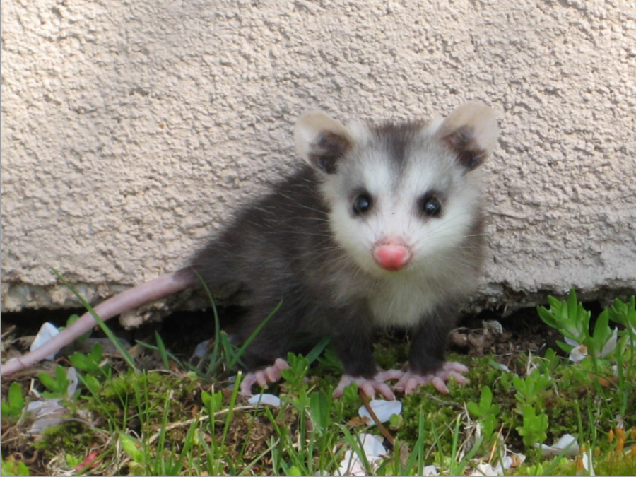 Coloración de Tlacuache