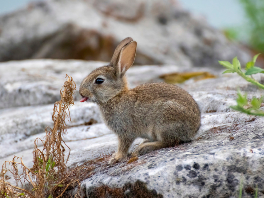 Coloración de Conejo doméstico