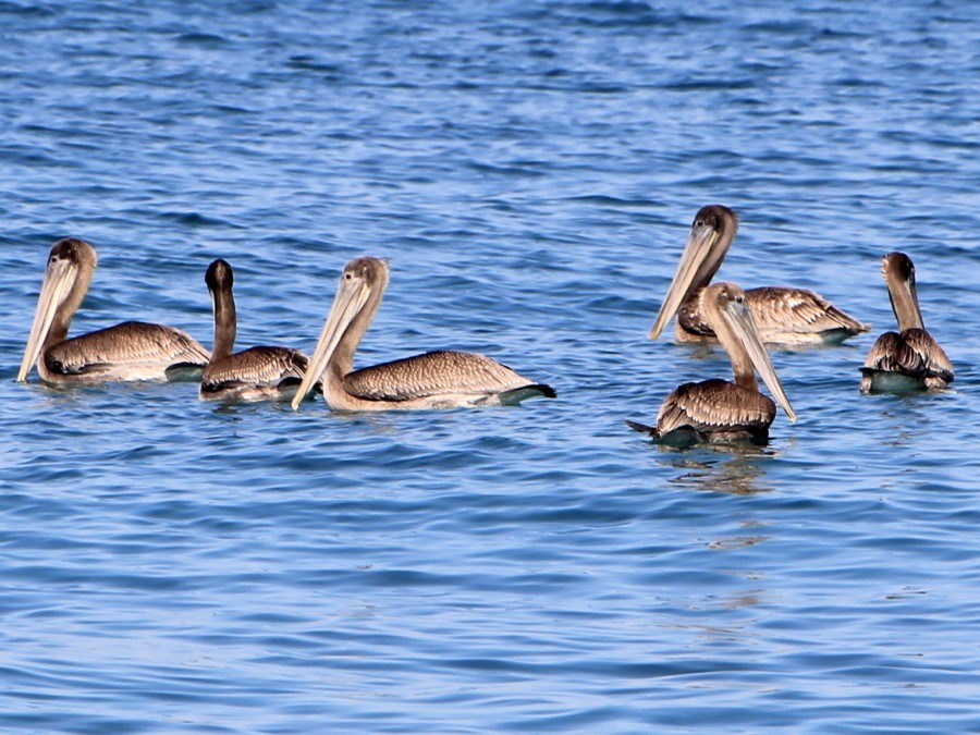 Cómo es Pelícano café 