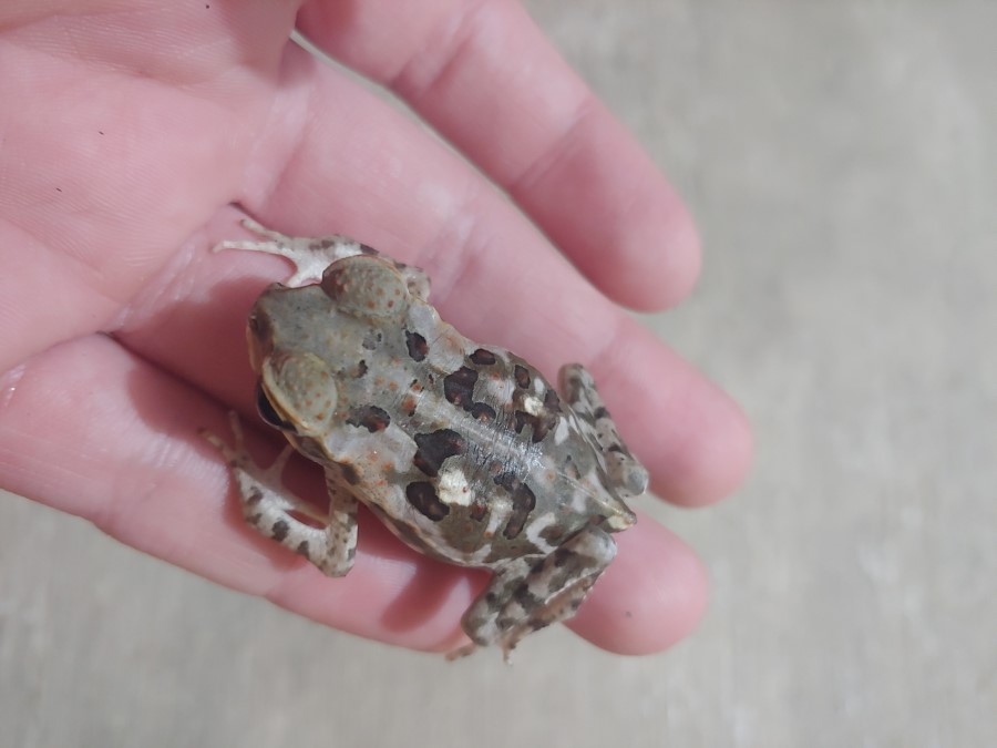 Coloración de Sapo gigante