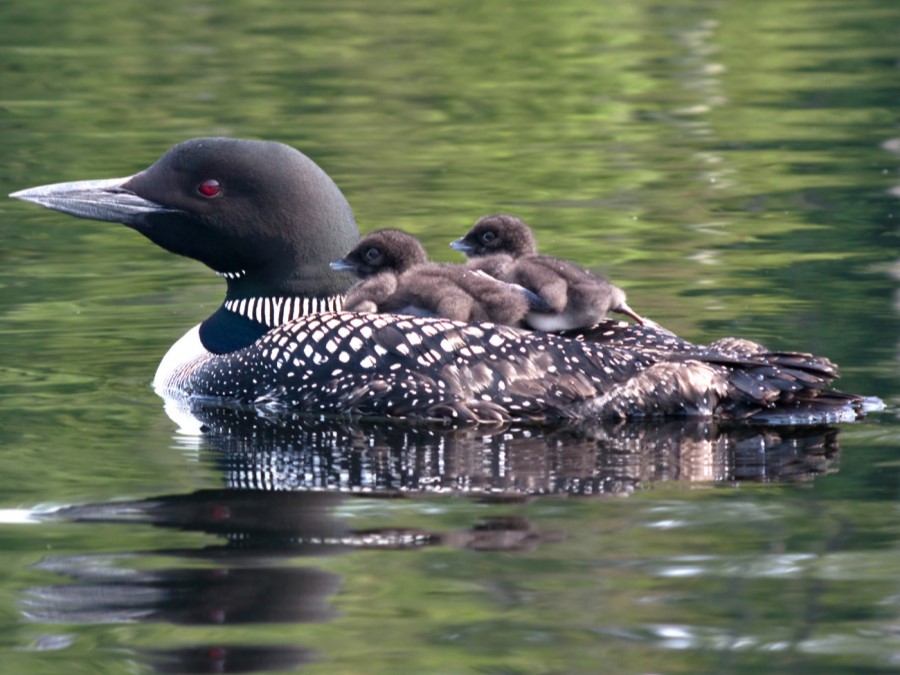 Coloración de Colimbo común 
