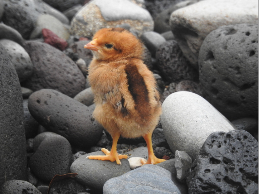 Coloración de Gallo, pollo