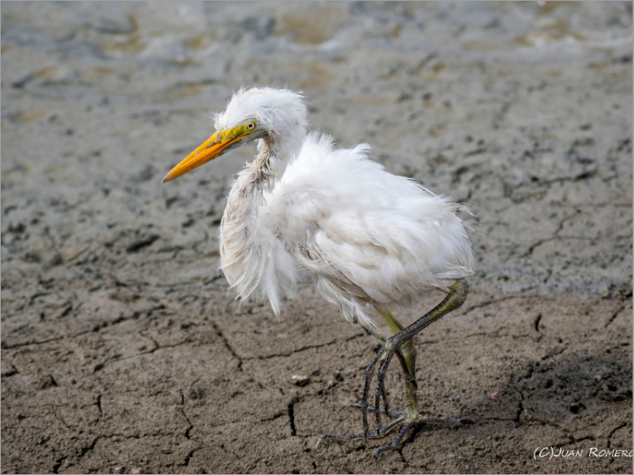 Coloración de Garza blanca 