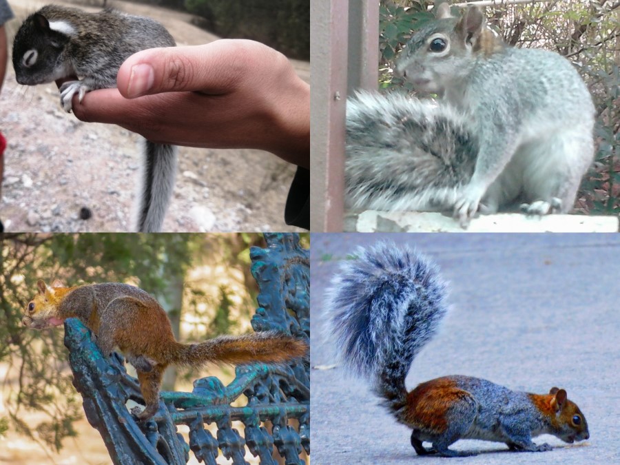 Coloración de Sciurus  aureogaster