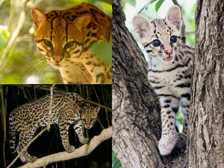 Coloración de Ocelote