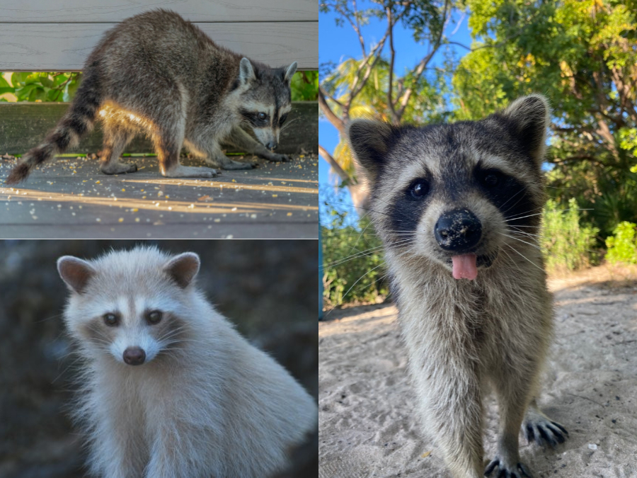 Coloración de Procyon lotor