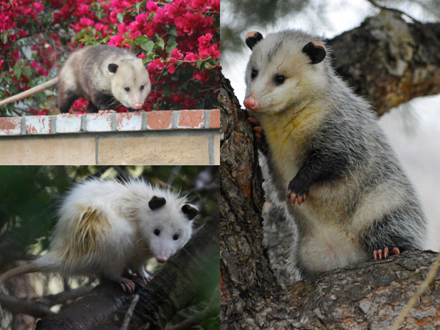 Coloración de Didelphis virginiana