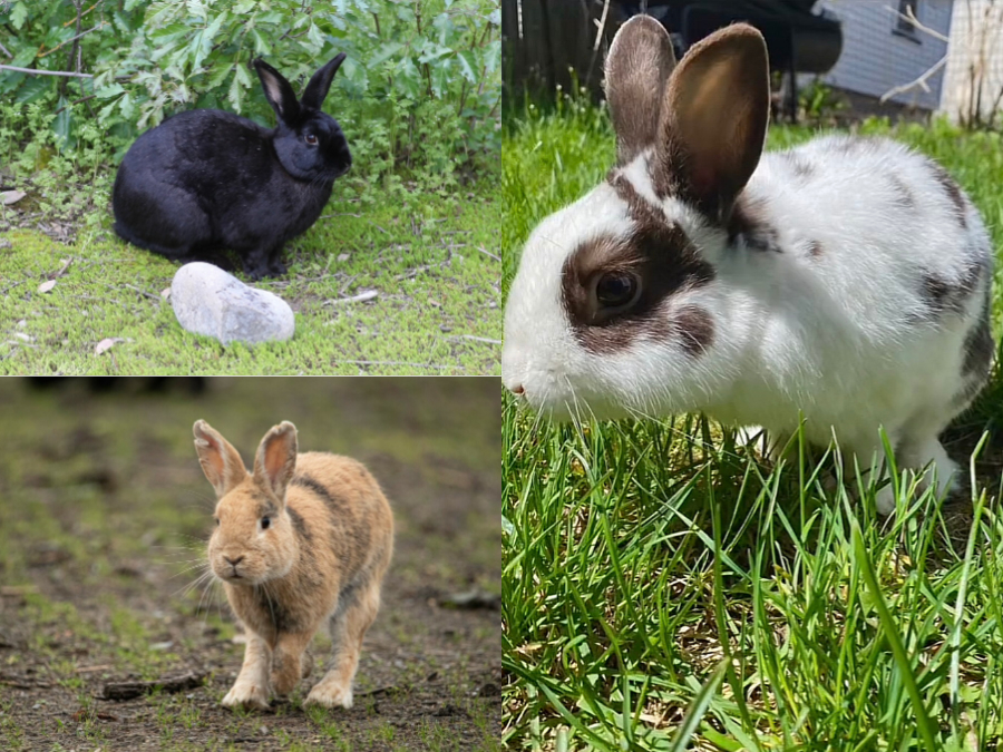 Coloración de Oryctolagus cuniculus