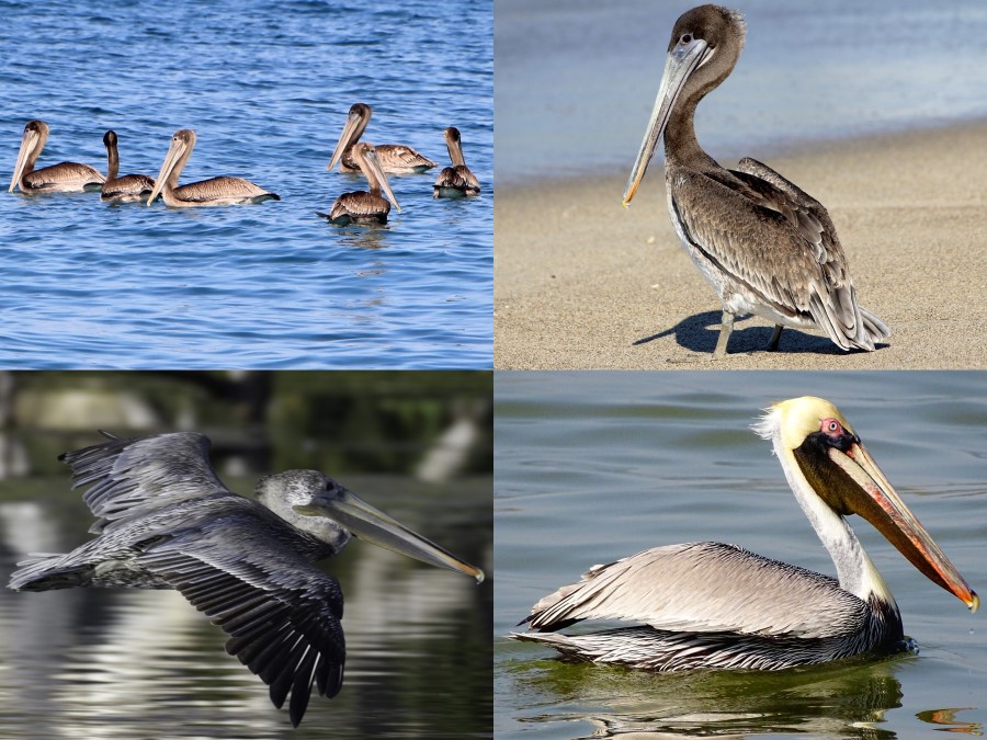 Coloración de Pelecanus occidentalis