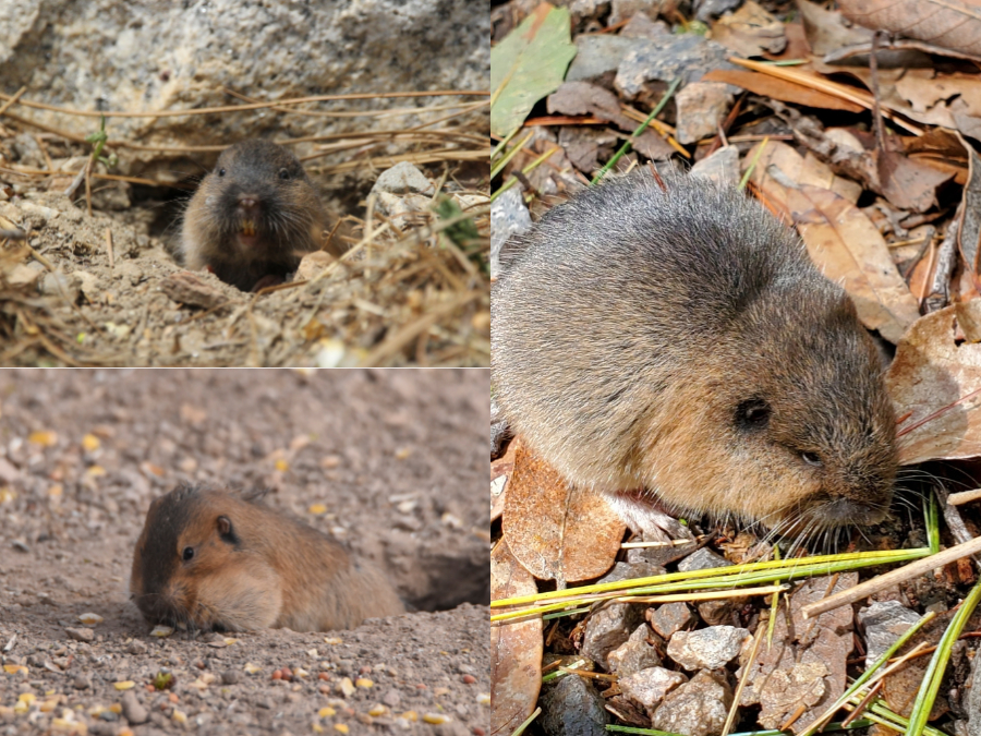 Coloración de Thomomys umbrinus