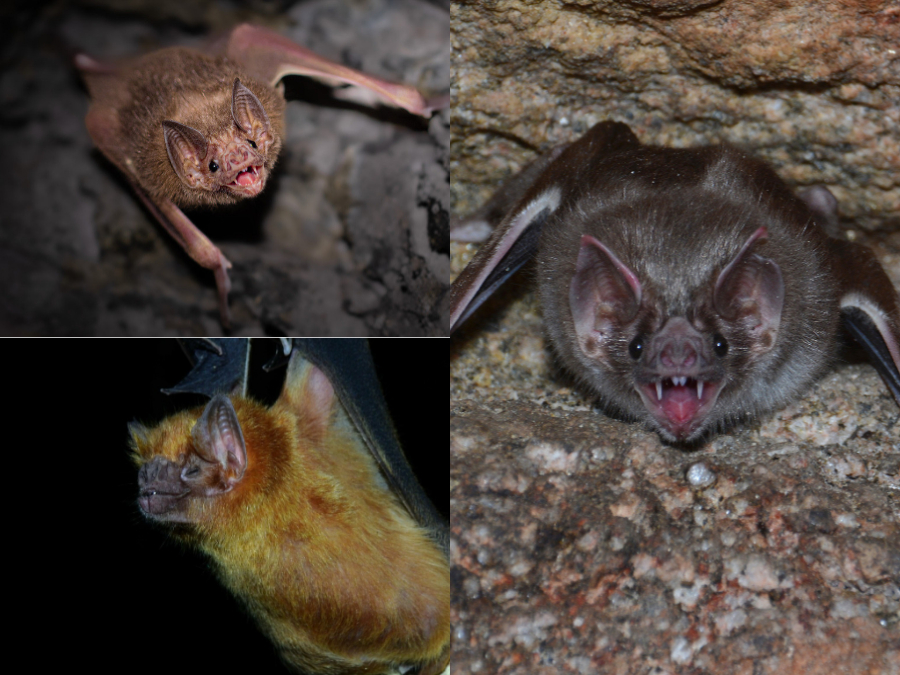 Coloración de Desmodus rotundus