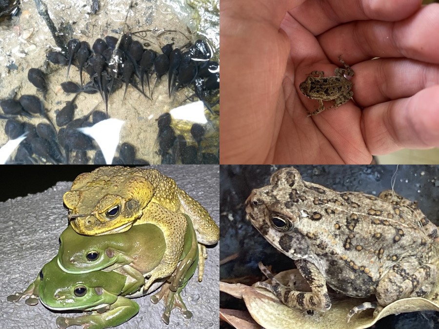 Coloración de Rhinella marina