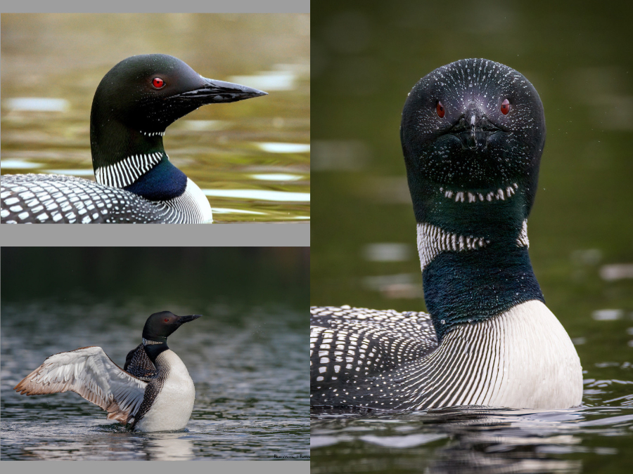 Coloración de Gavia immer