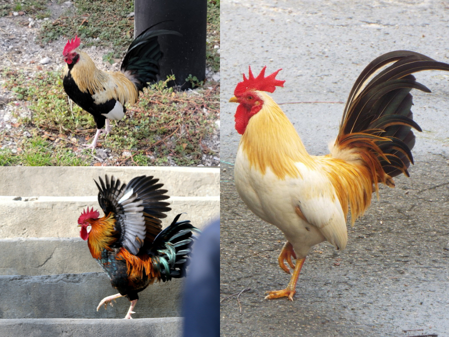 Coloración de Gallus gallus