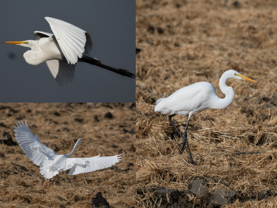 Coloración de Ardea alba