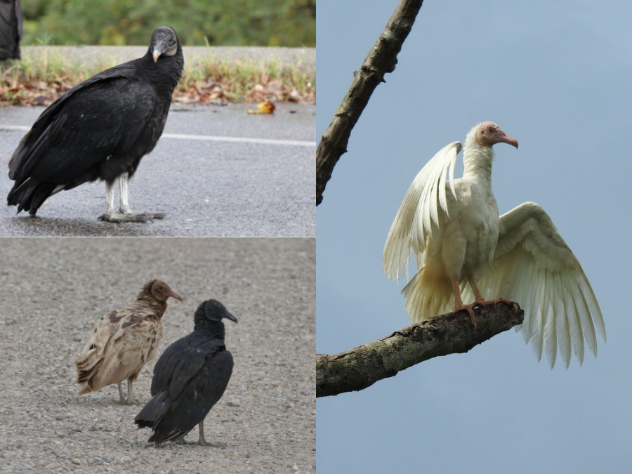 Coloración de Coragyps atratus