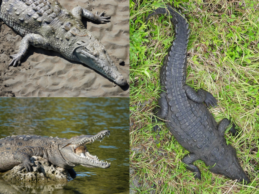 Coloración de Crocodylus acutus 