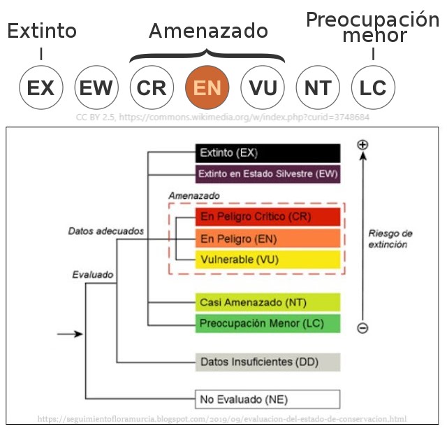 En peligro Conejo doméstico