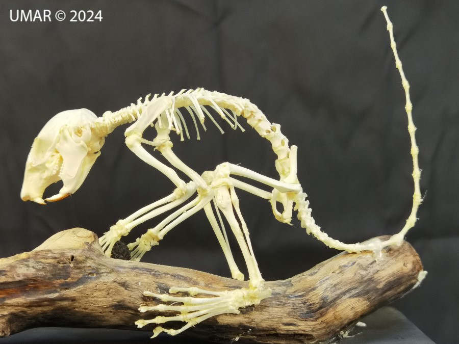 Especie en colección