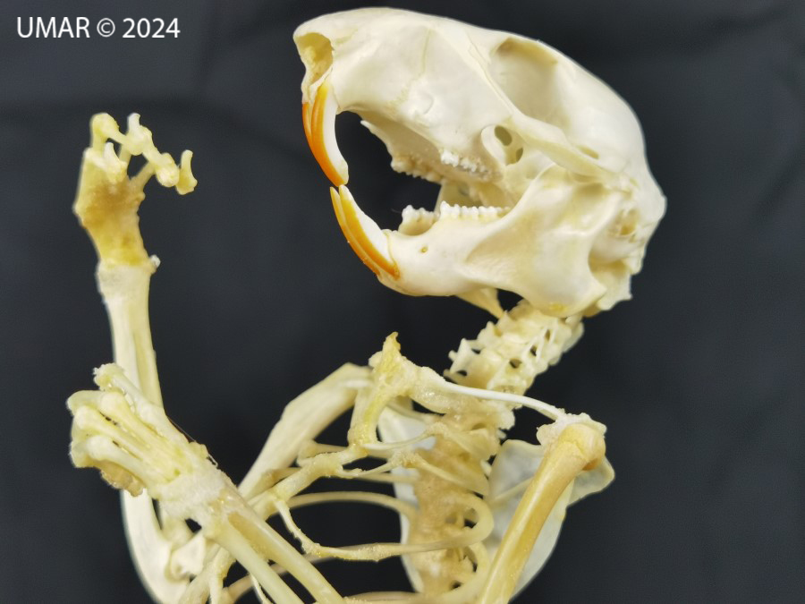 Especie en colección