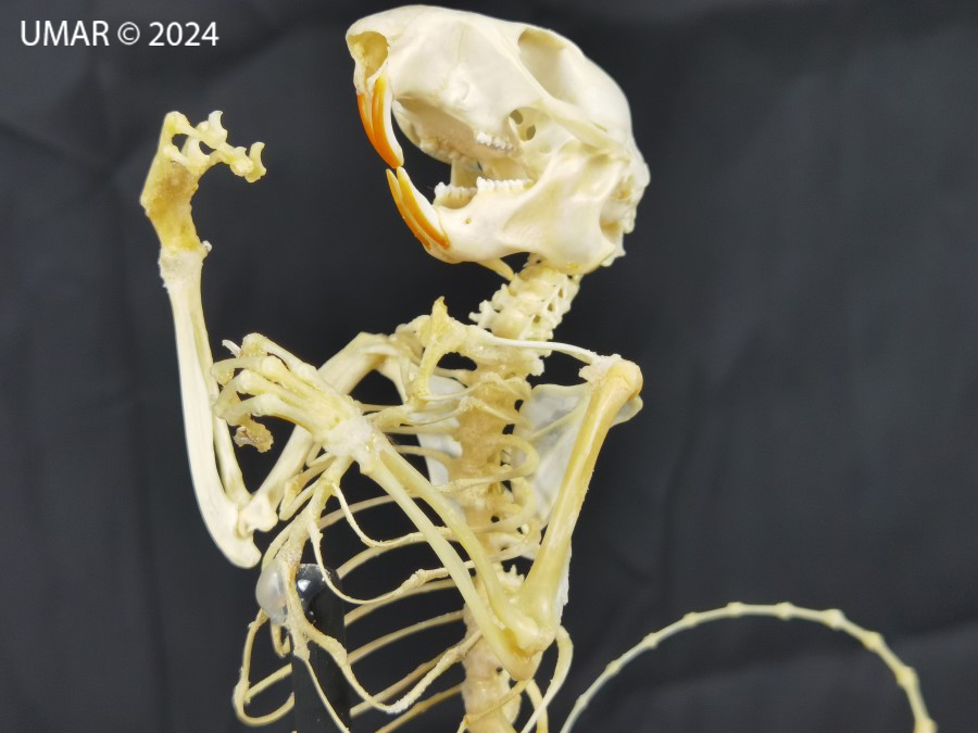 Especie en colección