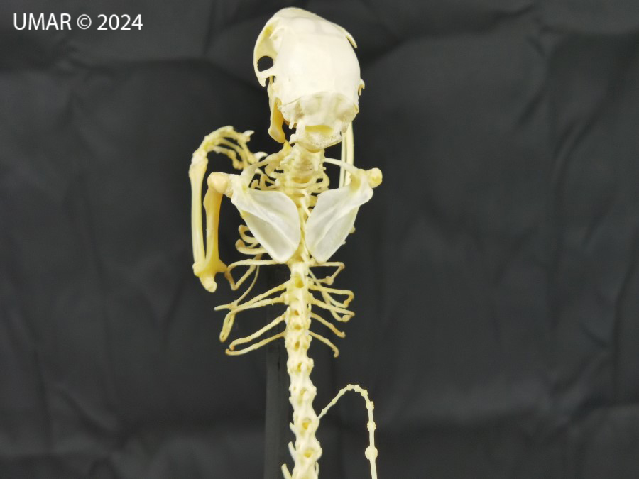 Especie en colección