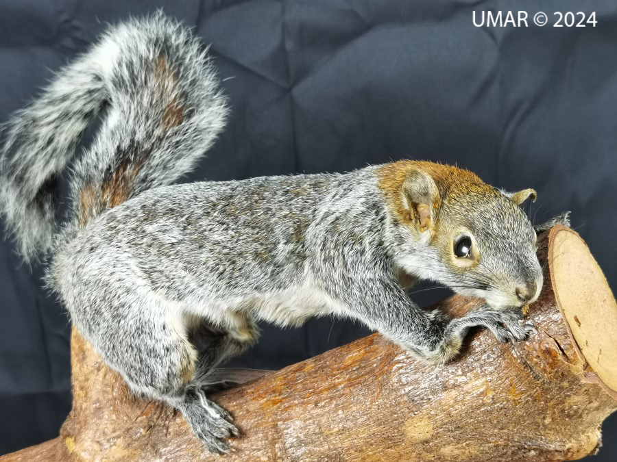 Especie en colección