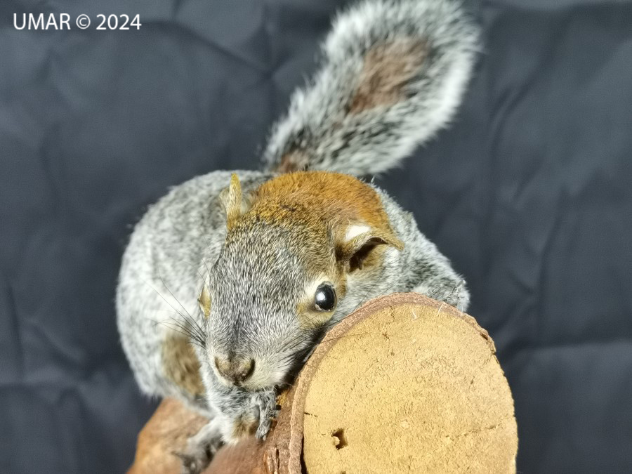 Especie en colección